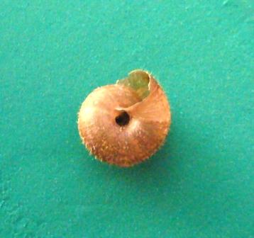 Acanthinula aculeata?